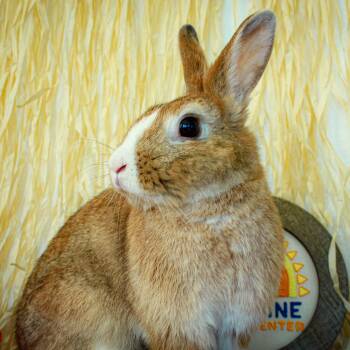 Rescue Bunny Rabbit Rabbits for Adoption in Long Beach, California - Esther | PetCurious