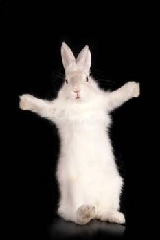Berlin - PROD TEST NOT ADOPTABLE -  American Rabbit for Adoption in Bettles, Alaska - Berlin - PROD TEST NOT ADOPTABLE | PetCurious