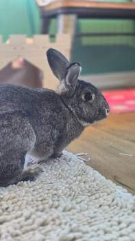 Thumper -  American Rabbit for Adoption in Sebastian, Florida - Thumper | PetCurious