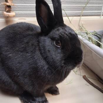 Hotot Rabbits Available for Adoption - Crumble | PetCurious
