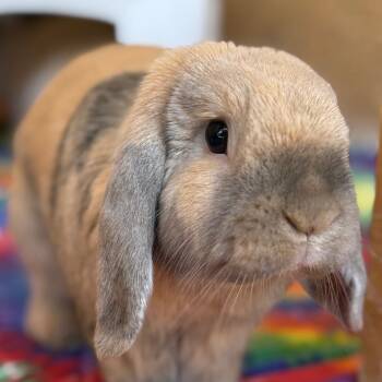 Rescue English Lop Rabbits for Adoption in Kanab, Utah - Hawthorne | PetCurious
