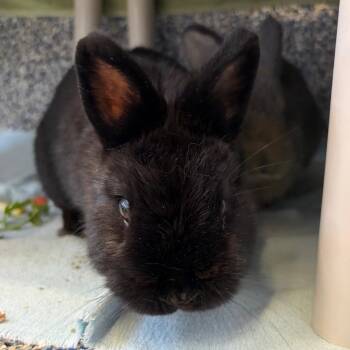 Bean -  Bunny Rabbit Rabbit for Adoption in Fairport, New York - Bean | PetCurious