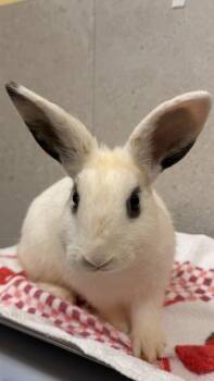 American Rabbits Available for Adoption - Pibble | PetCurious