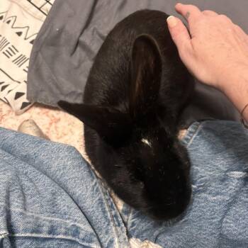 Rex Rabbits Available for Adoption - Swan | PetCurious