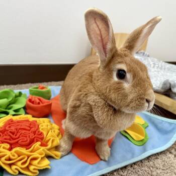 Rosalie -  Palomino and Creme Dargent Rabbit for Adoption in Portland, Oregon - Rosalie | PetCurious