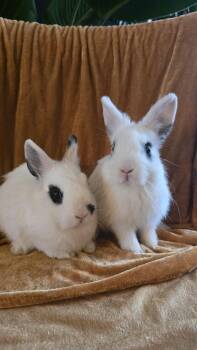 Suni & Sofi -  Hotot Rabbit for Adoption in Los Angeles, California - Suni & Sofi | PetCurious