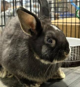 Jamie -  Bunny Rabbit Rabbit for Adoption in Kalamazoo, Michigan - Jamie | PetCurious