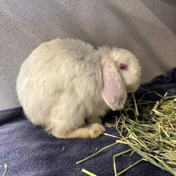 Grits -  Mini Lop Rabbit for Adoption in Allentown, Pennsylvania - Grits | PetCurious