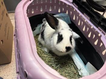 Nana -  Holland Lop Rabbit for Adoption in New York, New York - Nana | PetCurious