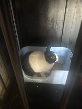 Moo moo indoor rabbit -  Dutch Rabbit for Adoption in Stockton, California - Moo Moo Indoor Rabbit | PetCurious