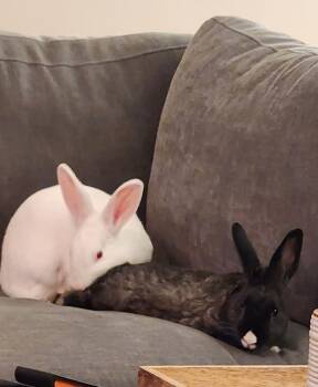 Rescue Florida White Rabbits for Adoption in Wekiwa Springs, Florida - Sena (Bonded To Eclipse) | PetCurious