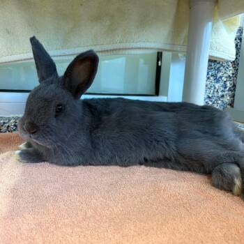 Cheerio -  Bunny Rabbit Rabbit for Adoption in Fairport, New York - Cheerio | PetCurious