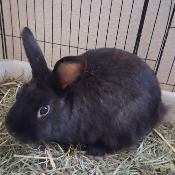 Cinder -  American Rabbit for Adoption in Napa, California - Cinder | PetCurious