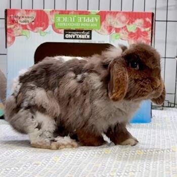Rescue American Fuzzy Lop Rabbits for Adoption in Mill Valley, California - Loppy Space Bun | PetCurious