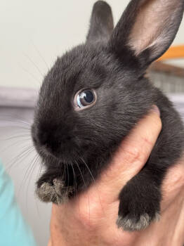 Rescue Bunny Rabbit Rabbits for Adoption in Naples, Florida - Karla | PetCurious
