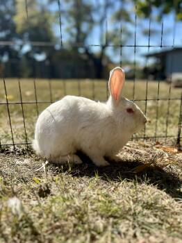 Rescue Bunny Rabbit Rabbits for Adoption in Matthews, Indiana - Marshmallow | PetCurious