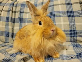 Rescue Lionhead Rabbits for Adoption in Ankeny, Iowa - Sazerac | PetCurious