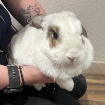 Robin -  American Rabbit for Adoption in Reno, Nevada - Robin | PetCurious