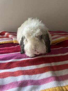 Vanilla -  Holland Lop and Lop Eared Rabbit for Adoption in Fairfax, Virginia - Vanilla | PetCurious