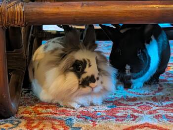Lionhead and Dutch Rabbits Available for Adoption in Los Angeles, California - Dancer & Little Bunny FooFoo | PetCurious