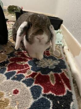 Holland Lop Rabbits Available for Adoption in Deltona, Florida - Lily | PetCurious