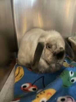 Lop Eared and Mini Lop Rabbits Available for Adoption in Sacramento, California - Dust Bunny | PetCurious