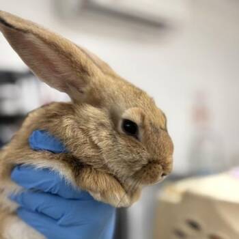 Fuzzy -  American Rabbit for Adoption in Freeport, Florida - Fuzzy | PetCurious