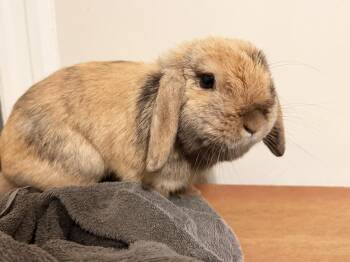 Honeybee -  Holland Lop Rabbit for Adoption in Westford, Massachusetts - Honeybee | PetCurious