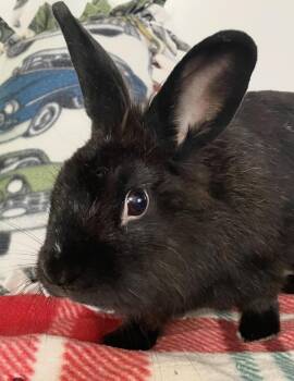 Muffet -  Lionhead Rabbit for Adoption in Chicago, Illinois - Muffet | PetCurious