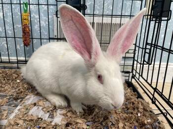 Dutch Rabbits Available for Adoption in Fall River, Massachusetts - Cool Whip | PetCurious