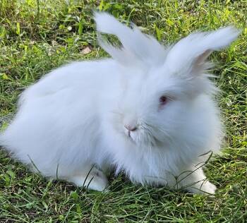 Rescue Angora Rabbit Rabbits for Adoption in Foley, Alabama - Spooky Pete | PetCurious