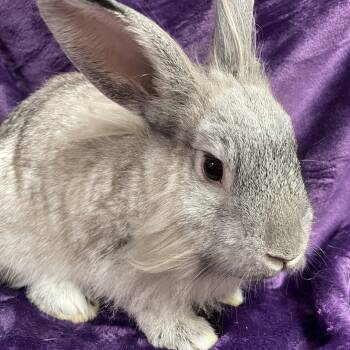 Rescue Lionhead Rabbits for Adoption in Edinburg, Pennsylvania - Daisy: Video!! | PetCurious