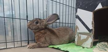 Bunny Rabbit Rabbits Available for Adoption in Las Vegas, Nevada - Meatloaf & Porkchop (PEN 4) | PetCurious