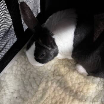 Rescue Dutch Rabbits for Adoption in Allentown, Pennsylvania - Dallas | PetCurious
