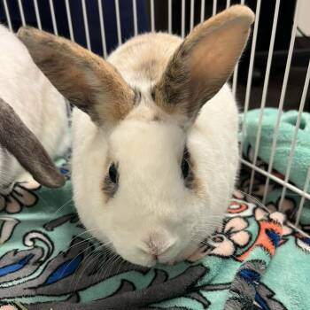 Rescue English Spot Rabbits for Adoption in Hampton Bays, New York - Romeo | PetCurious
