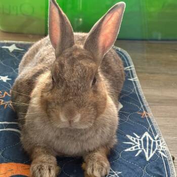 Rescue American Rabbits for Adoption in Napa, California - Acorn | PetCurious