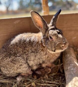 Rescue Bunny Rabbit Rabbits for Adoption in Matthews, Indiana - Brownie | PetCurious