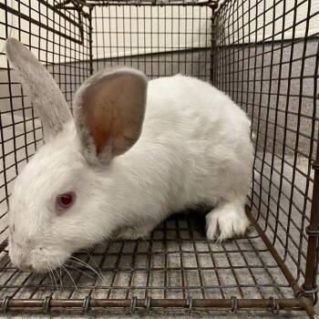 A611874 -  New Zealand Rabbit for Adoption in Modesto, California - A611874 | PetCurious
