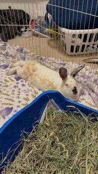 Rescue Californian Rabbits for Adoption in San Antonio, Texas - Selene | PetCurious