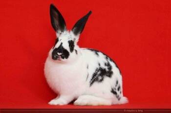 Rescue Bunny Rabbit Rabbits for Adoption in Santa Cruz, California - Birdie | PetCurious