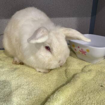 Horseradish -  Bunny Rabbit Rabbit for Adoption in Allentown, Pennsylvania - Horseradish | PetCurious