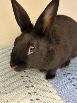 Rex and Mini Rex Rabbits Available for Adoption in Erin, Ontario - Midnight | PetCurious