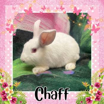 Bunny Rabbit Rabbits Available for Adoption in Elizabethtown, Kentucky - Chaff | PetCurious