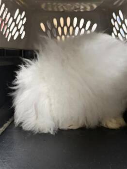 Bunny Rabbit Rabbits Available for Adoption in Largo, Florida - Coco | PetCurious