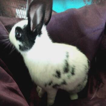 Bunny Rabbit Rabbits Available for Adoption in Modesto, California - Osso | PetCurious