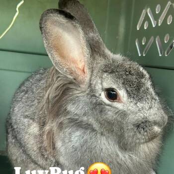 Rescue Lionhead Rabbits for Adoption in Paradis, Louisiana - LuvBug | PetCurious