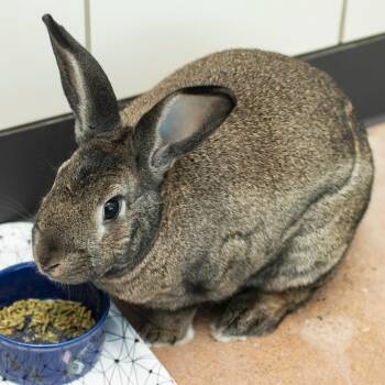 New Zealand Rabbits Available for Adoption in Middletown, Rhode Island - Binx | PetCurious