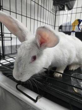 Thumpelina -  American Rabbit for Adoption in Oakland, California - Thumpelina | PetCurious