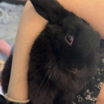 Holland Lop Rabbits Available for Adoption in South Elgin, Illinois - Pepper - Home To Home | PetCurious