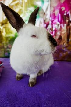 Californian Rabbits Available for Adoption in Long Beach, California - Pearl | PetCurious